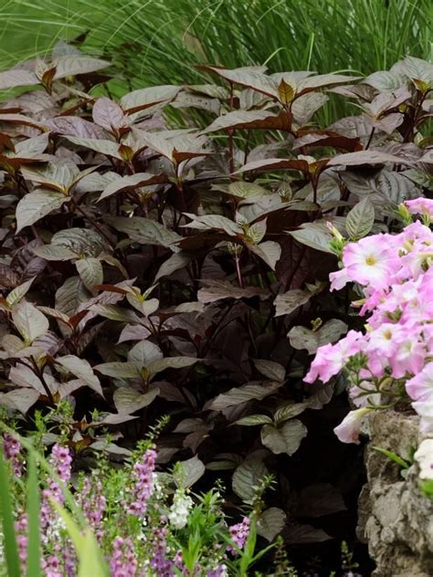 28 Easy To Grow Annual Flowers That Thrive In The Shade Shade Flowers