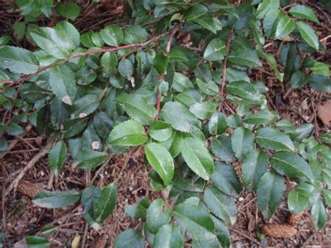 Evergreen Huckleberry Marion Swcd