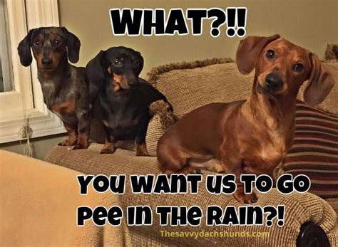 What You Want Us To Go Pee In The Rain Doxie Dash Dogs Funny