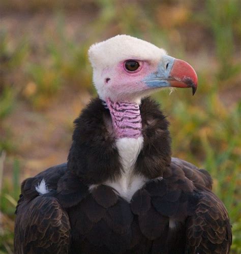 White Headed Vulture Trigonoceps Occipitalis With Its Bare Pink Face