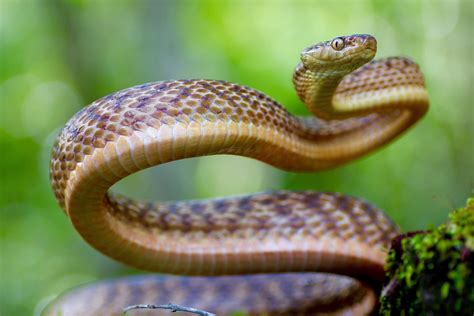 Brown Tree Snake Snake Catcher Gold Coast And Brisbane
