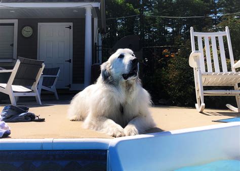 Can I Shave My Great Pyrenees Dog Appalachian Great Pyrenees Rescue
