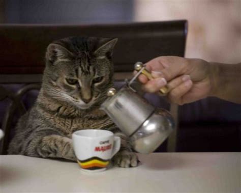 Cats can be addicted to tuna, whether it's packed for cats or for humans. So, this is a picture of my cat drinking coffee. PHOTO ...