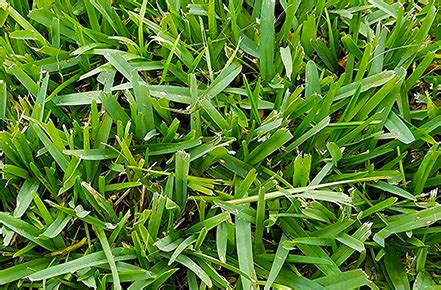 Can i mow and dethatch at the same time? Dethatching St. Augustine Grass 😊: How to Do It Right?