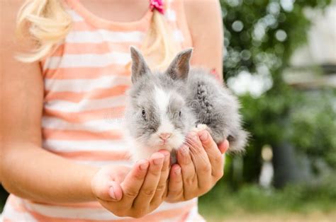 Young Bunny Rabbit In Hands Stock Image Image Of Child Bunny 57112865