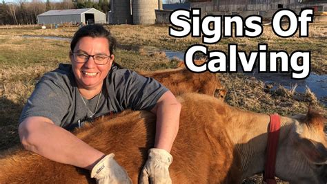 Signs Of Calving Youtube