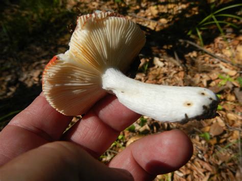 The Sickener Fungi Of Northern Maine · Inaturalist