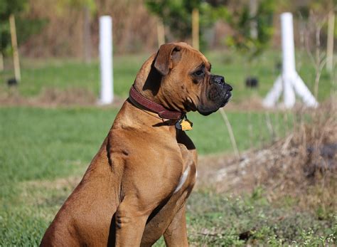 World's Most Dangerous Dog Breeds - Thedelite - Pawinterest | Pawinterest