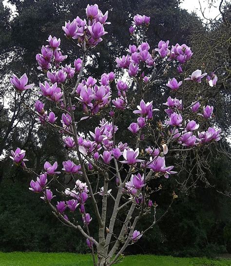 Gardening Saucer Magnolias Bloom In The Spring Redlands Daily Facts