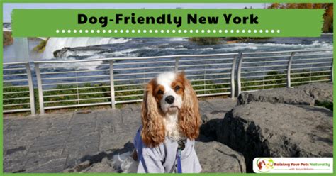 Dog Friendly Vacations And Hotels Dog Friendly New York Dog Friendly