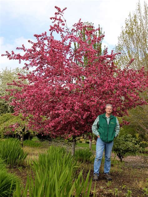The Royal Raindrop Crabapple Tree A Fast Growing Variety Of Crabapple