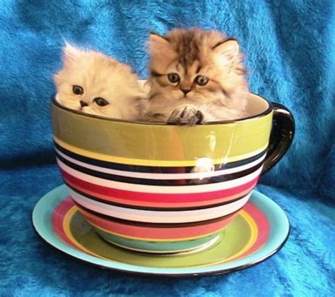 Cute Kawaii Animal Teacup Kittens The Worlds Smallest Kitten