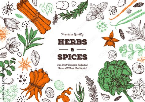 Herbs And Spices Hand Drawn Vector Illustration Aromatic Plants Hand