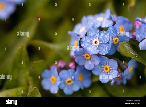 The Flower Of The Forget Me Not Myosotis With Dew Drops As A Macro