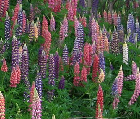 Lupine Blue Perennial Lupinus Perennis Seeds