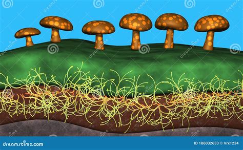 Fungal Hyphae Cells Vector Illustration CartoonDealer Com