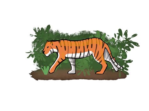 Tiger Walk Cycle Animation By Arttbykaitlyn On Deviantart