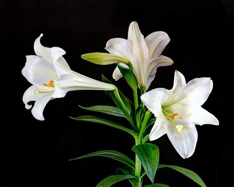 Embrace The Beauty Of The Common Easter Lily