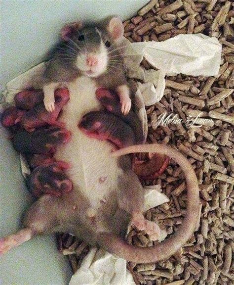 Пин на доске Animals 1 Rats You Must Love Ratties
