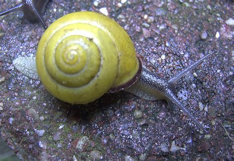The european land snail cepaea nemoralis (linnaeus, 1758) was introduced in north america in 1857 inburlington, new jersey, u.s.a. Cepaea nemoralis / Gallery