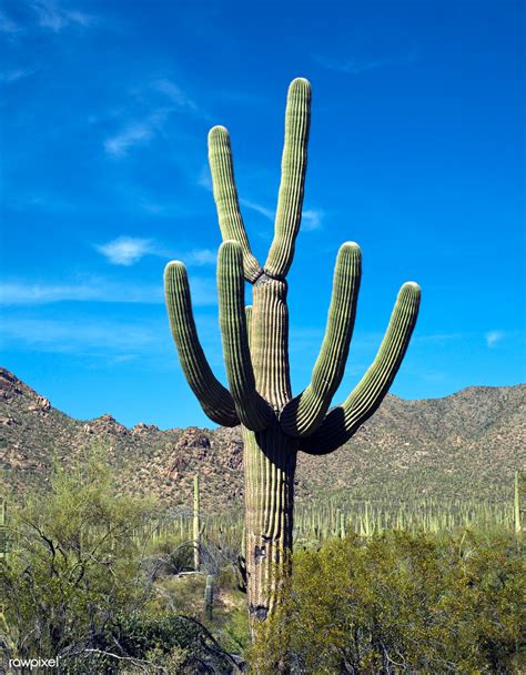 Saguaro Cactus Near Tucson In Arizona Usa Original Image From Carol