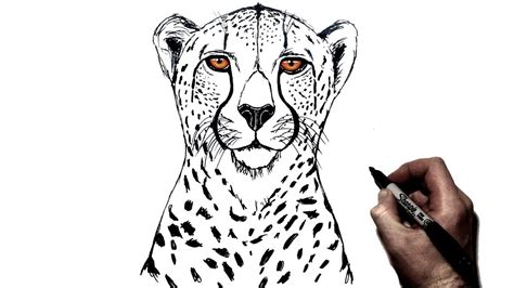 How To Draw A Cheetah Step By Step Youtube