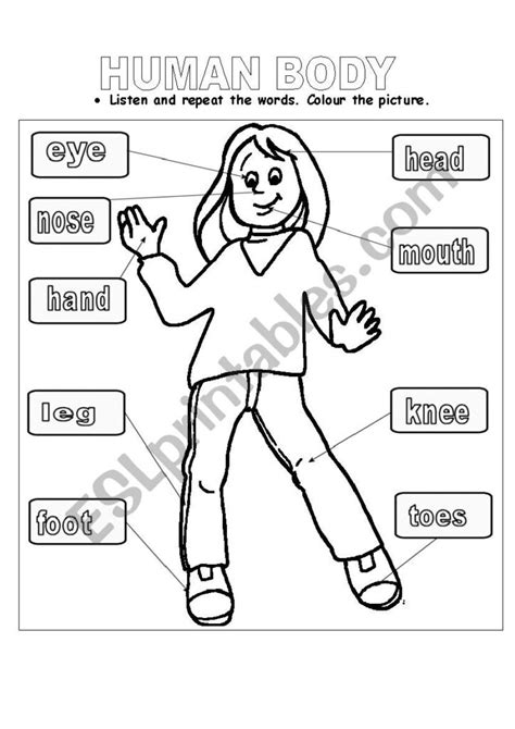 Elementary Human Body Worksheets Printable Worksheets