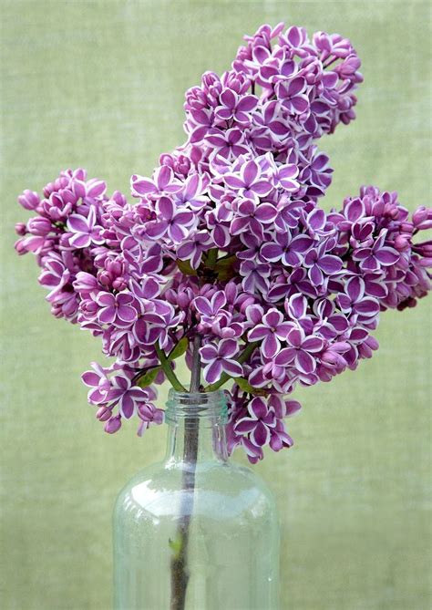 The 10 Most Fragrant Lilacs That Also Happen To Be Gorgeous In 2023