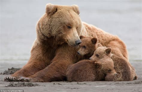 Grizzly Bear Shields Her Triplet Cubs From The Wind And Rain Daily