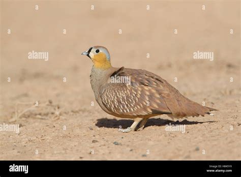 Crowned Sandgrouse Pterocles Coronatus Male Morocco Stock Photo Alamy