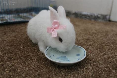 Little White Bunny With A Pretty Pink Bow Where The Cute Animals Are