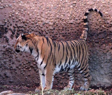 Spraying Waldemere Male Amur Tiger Denver Zoo Myangel 27 Flickr