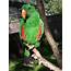 Eclectus Parrot Male  Biological Science Picture Directory – Pulpbitsnet