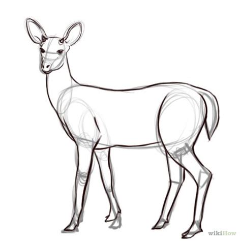 How Draw A Deer Deer Drawing Animal Drawings Deer Sketch
