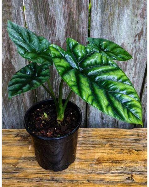 Alocasia Sinuata Looks Like A Shield Buy It Now At Zone 9 Tropicals