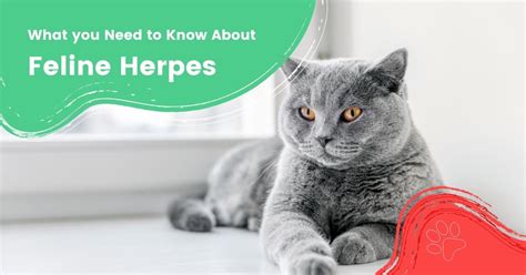 ce que vous devez savoir sur l herpès félin i love veterinary
