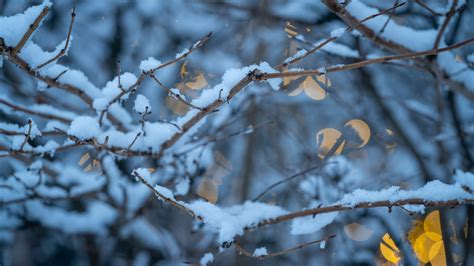 Michigan Weather Forecast Snow Subzero Temperatures Expected