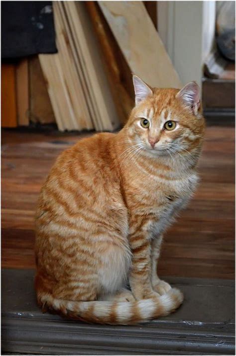 17 Best Images About Orange Tabbies On Pinterest Orange Cats Tabby