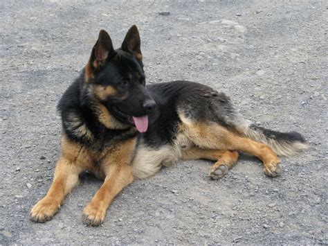 Rylie von der otto, va hill vom. German Shepherd Puppies For Sale In Upstate Ny | Top Dog ...