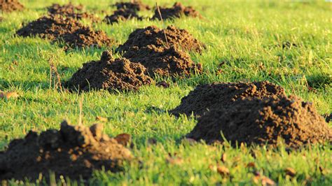 How to kill moles in your yard with cayenne pepper. How to Get rid of MOLES in the Yard and Garden ...