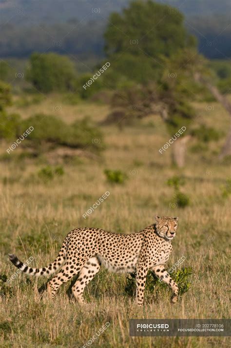 Side View Of Cheetah Walking On Grass Masai Mara National Reserve