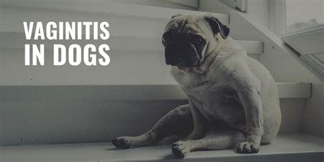 Dog Vaginitis Symptoms