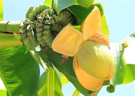 Banana Tree Flowering Stages Home For The Harvest