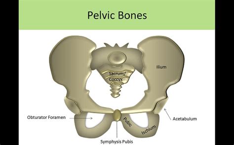 Pelvic Anatomy Female Pelvic Anatomy Artwork Photograph By Science