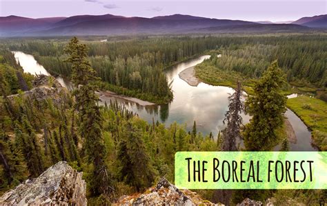 Boreal Forests World Biomes The Wild Classroom