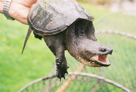 How Big Do Common Snapping Turtles Get