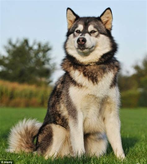 Next Dog Breed Overview Information And Pictures Of All Dog Breeds