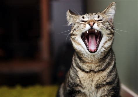 Signs and symptoms depend on the type of autoimmune disease and the body systems affected. Here's What May Be Causing Bad Breath in Your Cat