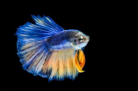 Sharea fighter fish (betta fish) is one of the most beautiful aquatic pets. Instructions to Take Care of Your Vulnerably Delicate ...