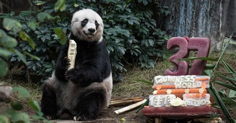 Jia Jia Worlds Oldest Captive Panda Dies At 38 In Hong Kong